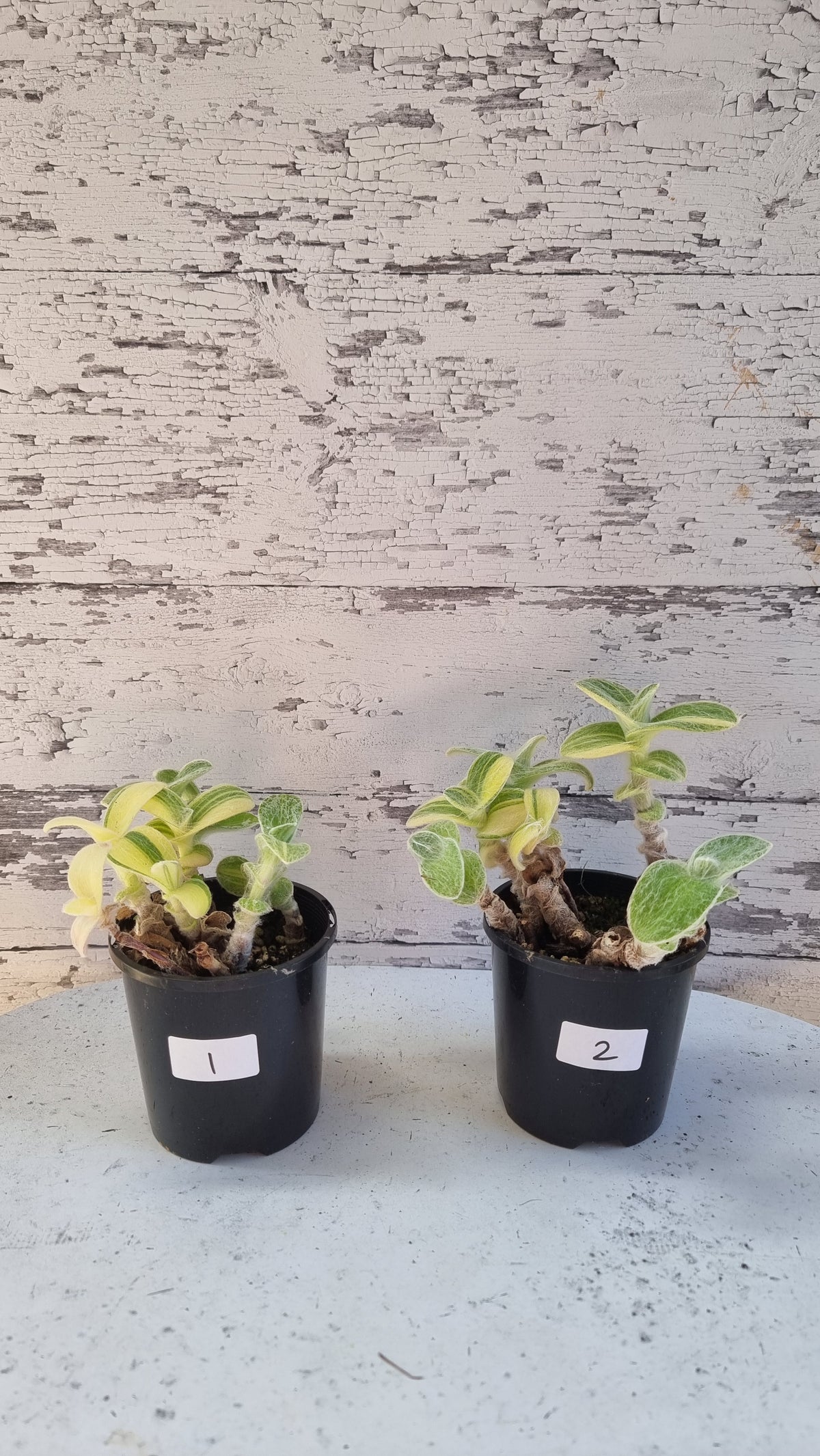 Tradescantia sillamontana variegata