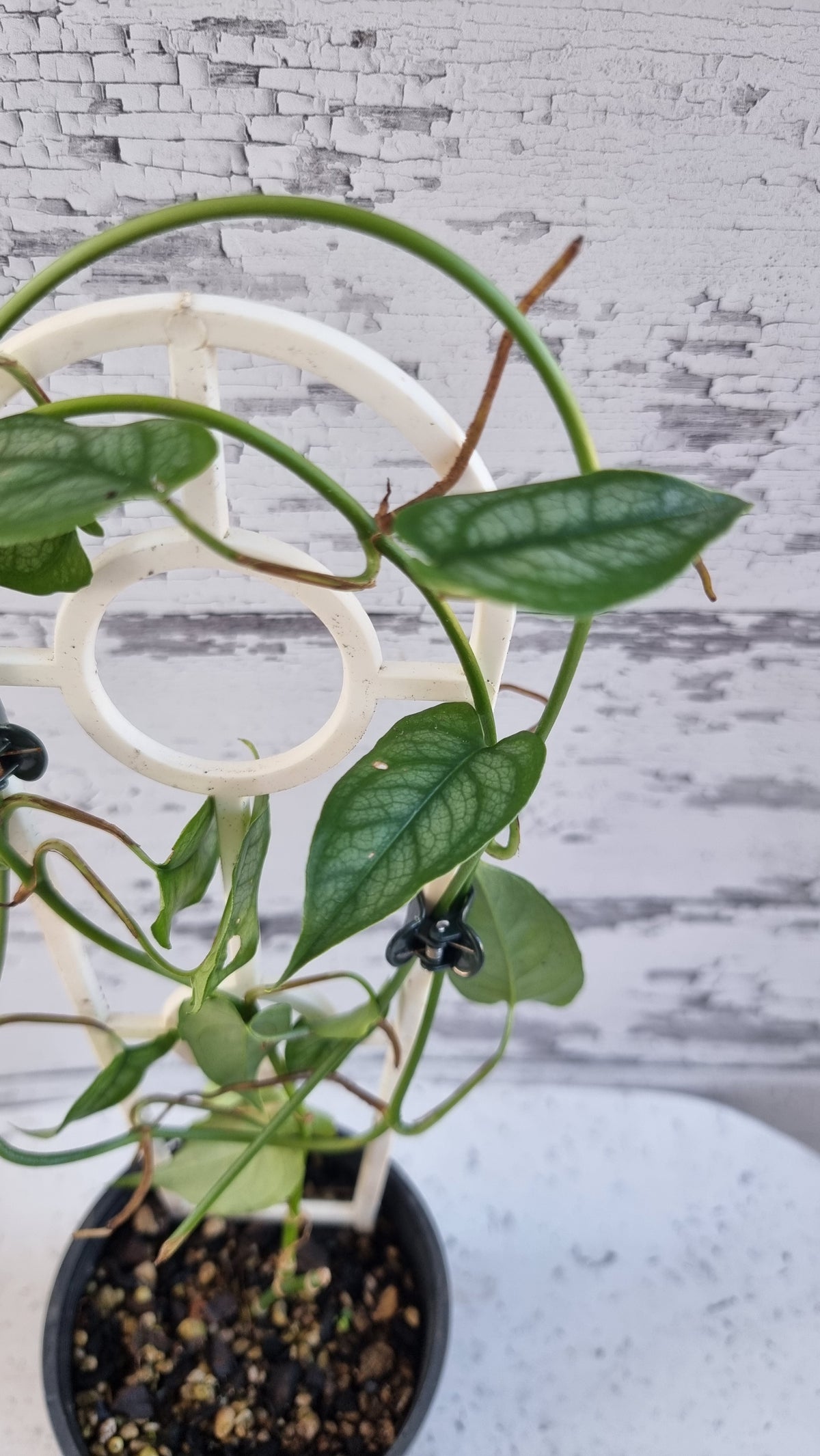 Monstera siltepecana