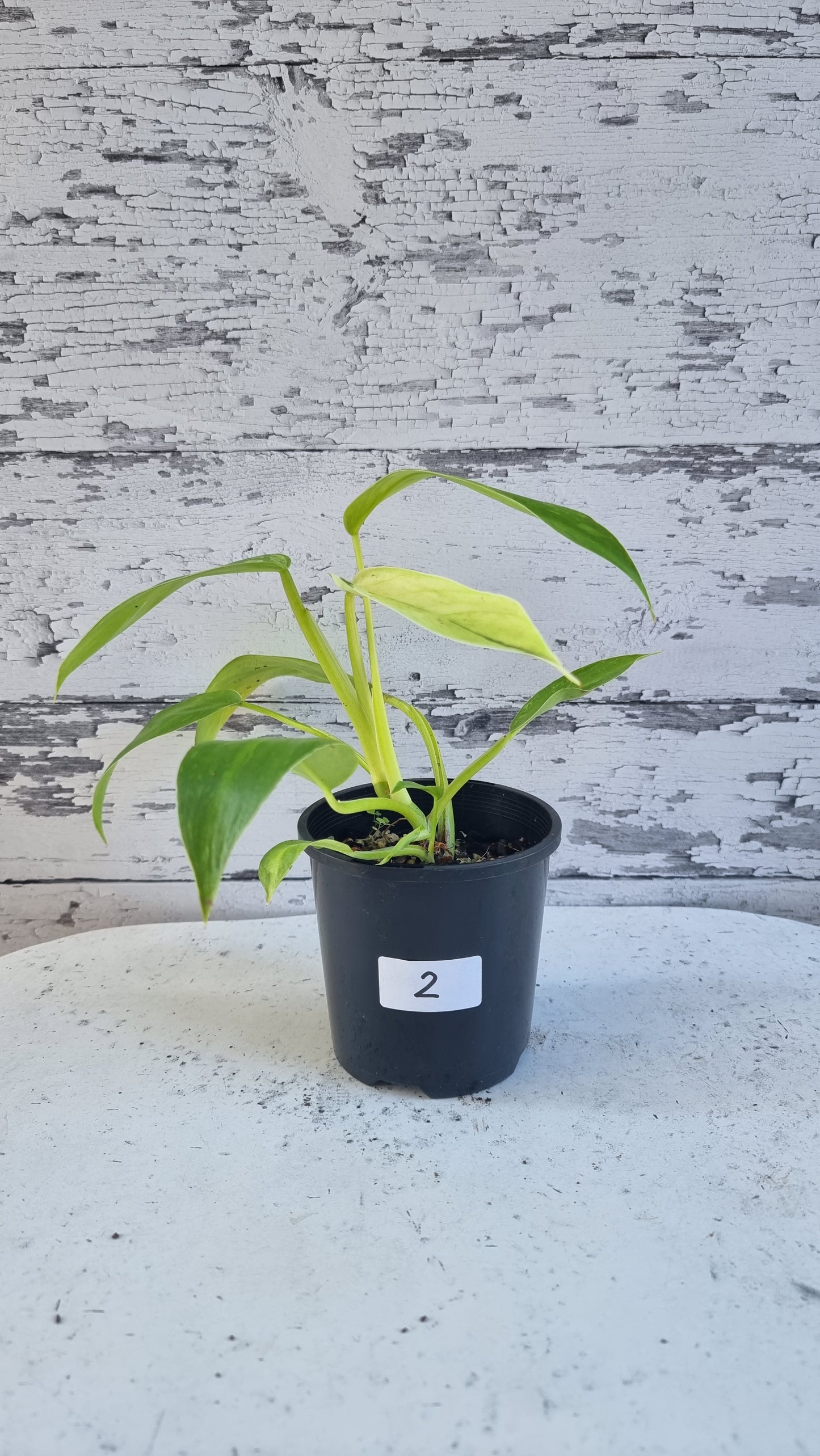 Philodendron 'Jose Buono'