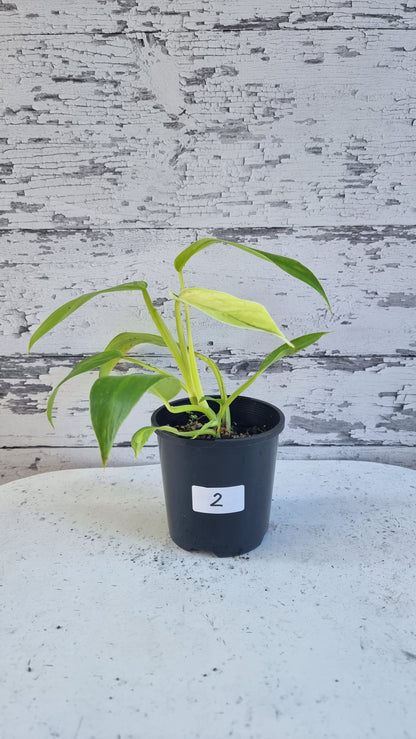 Philodendron 'Jose Buono'