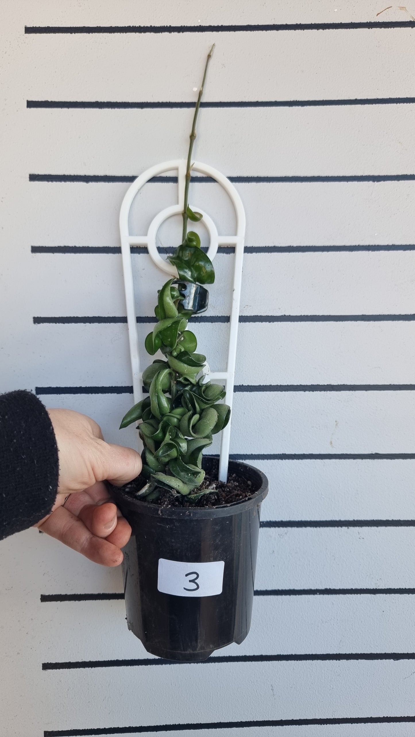 Hoya carnosa 'compacta' - Rope Hoya