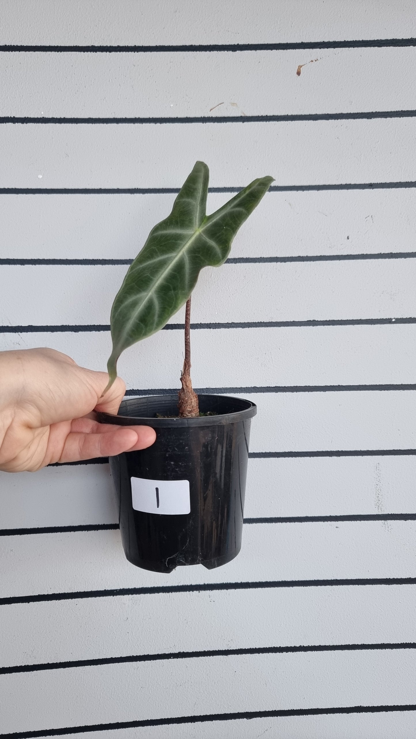 Alocasia longiloba 'Denudata' purple - Non TC
