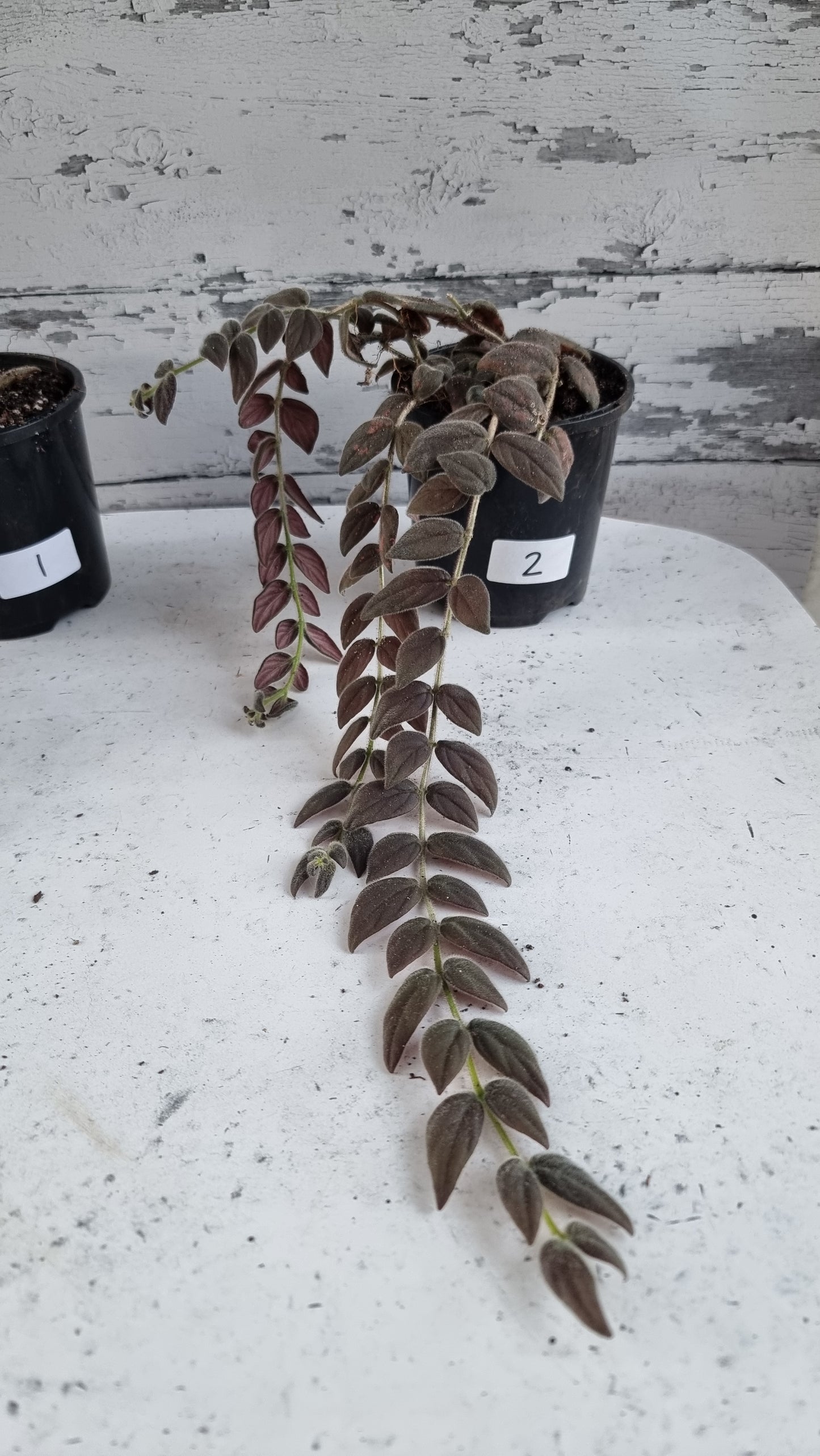 Columnea gloriosa 'Purpurea' - 紫色金鱼植物
