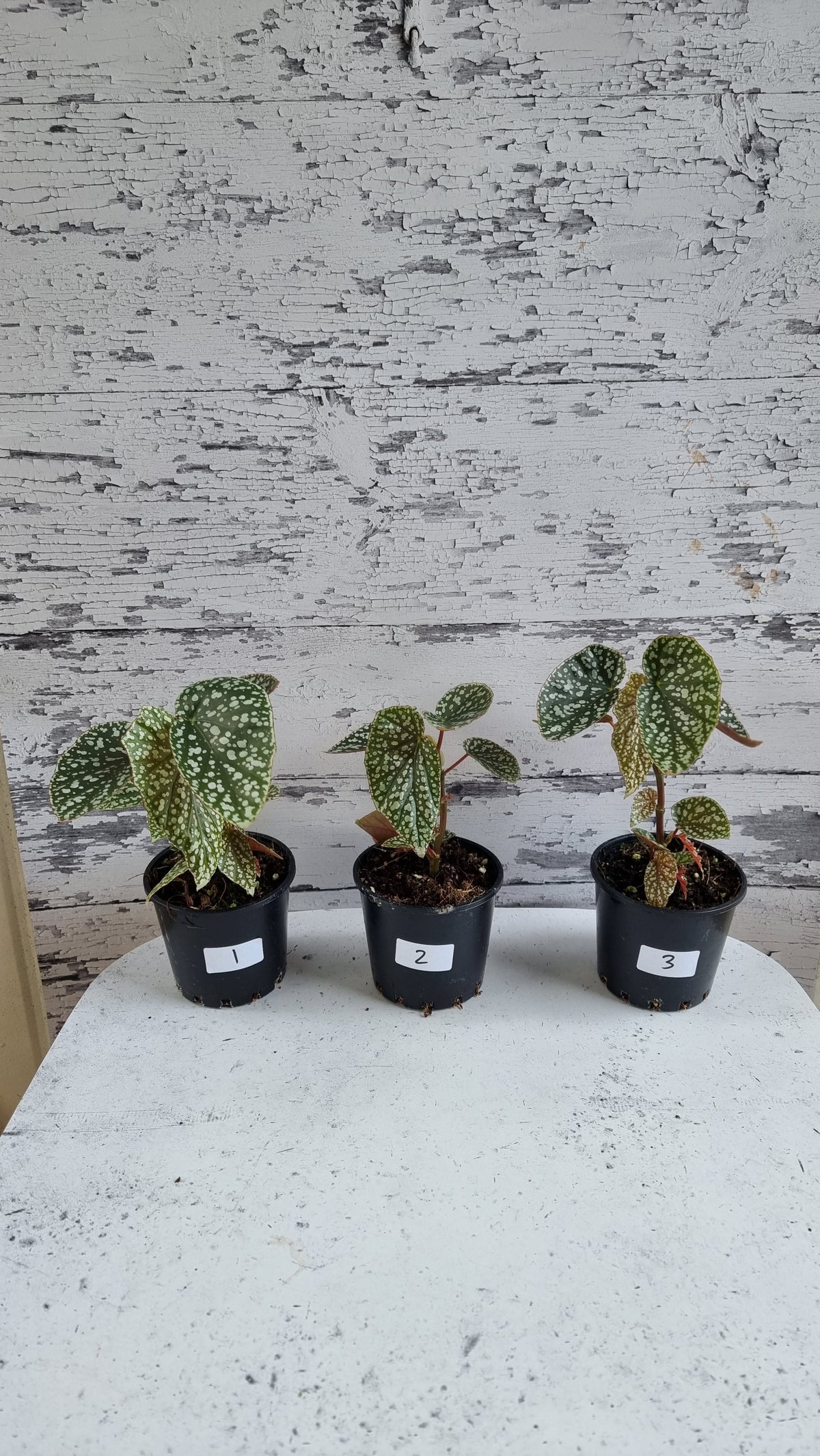 Begonia x 'White Ice' -  Cane-like Begonia