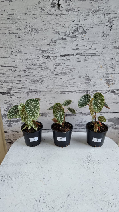 Begonia x 'White Ice' -  Cane-like Begonia