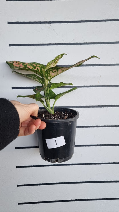 Aglaonema commutatum '情人节女士'