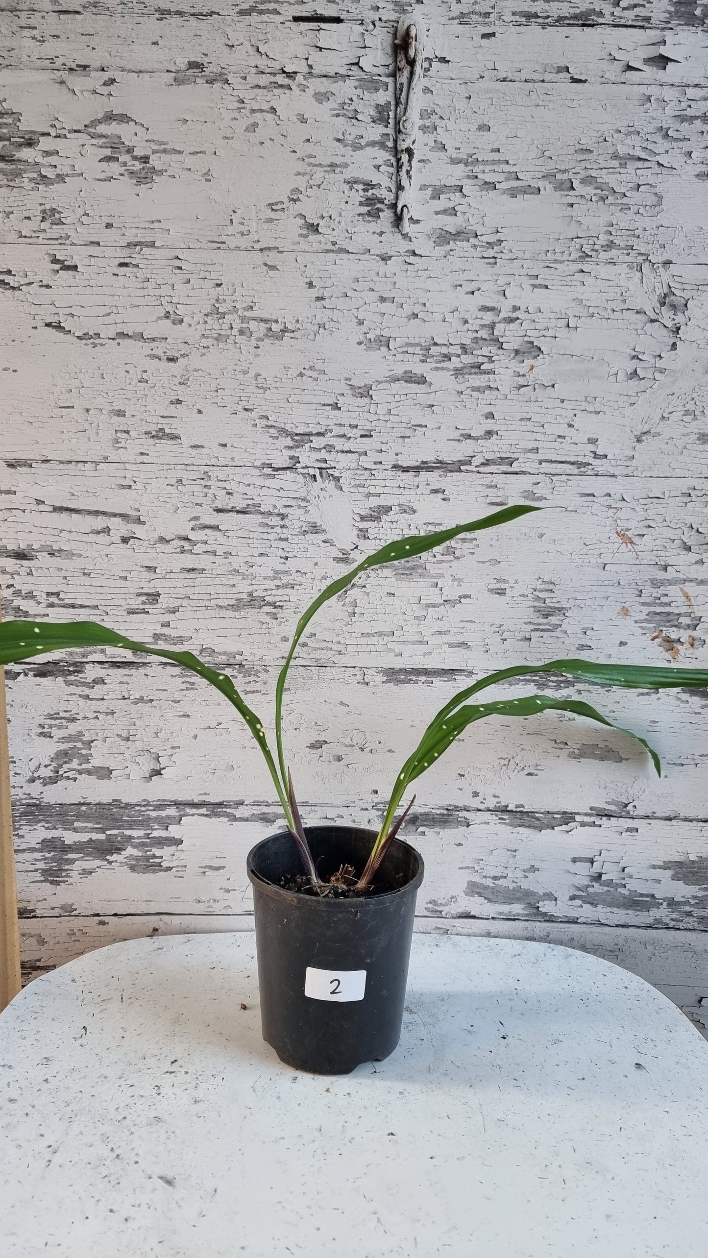 Aspidistra yingjiangensis ‘Singapore Sling’ - Leopard Cast Iron Plant