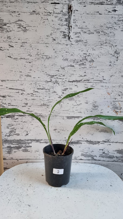 Aspidistra yingjiangensis ‘Singapore Sling’ - Leopard Cast Iron Plant