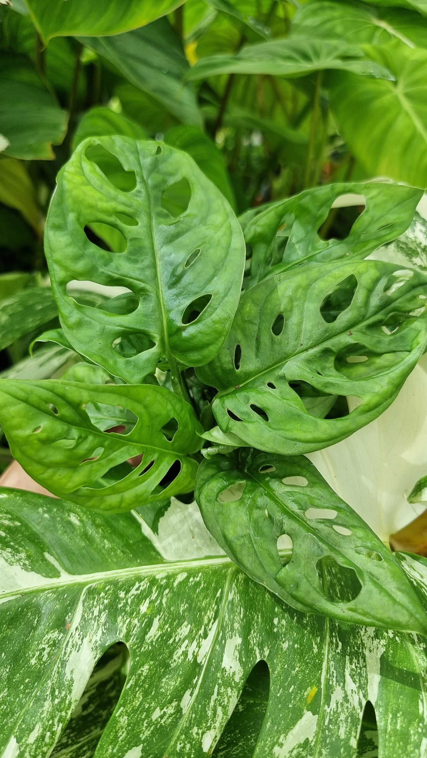 Monstera adansonii 'Monkey Mask' - Swiss Cheese Plant