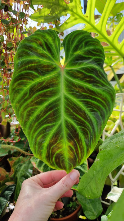 Philodendron verrucosum 'Costa Rica' - Climbing Aroid Root'd Plants 