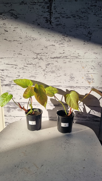 Philodendron 'Fuzzy Petiole'