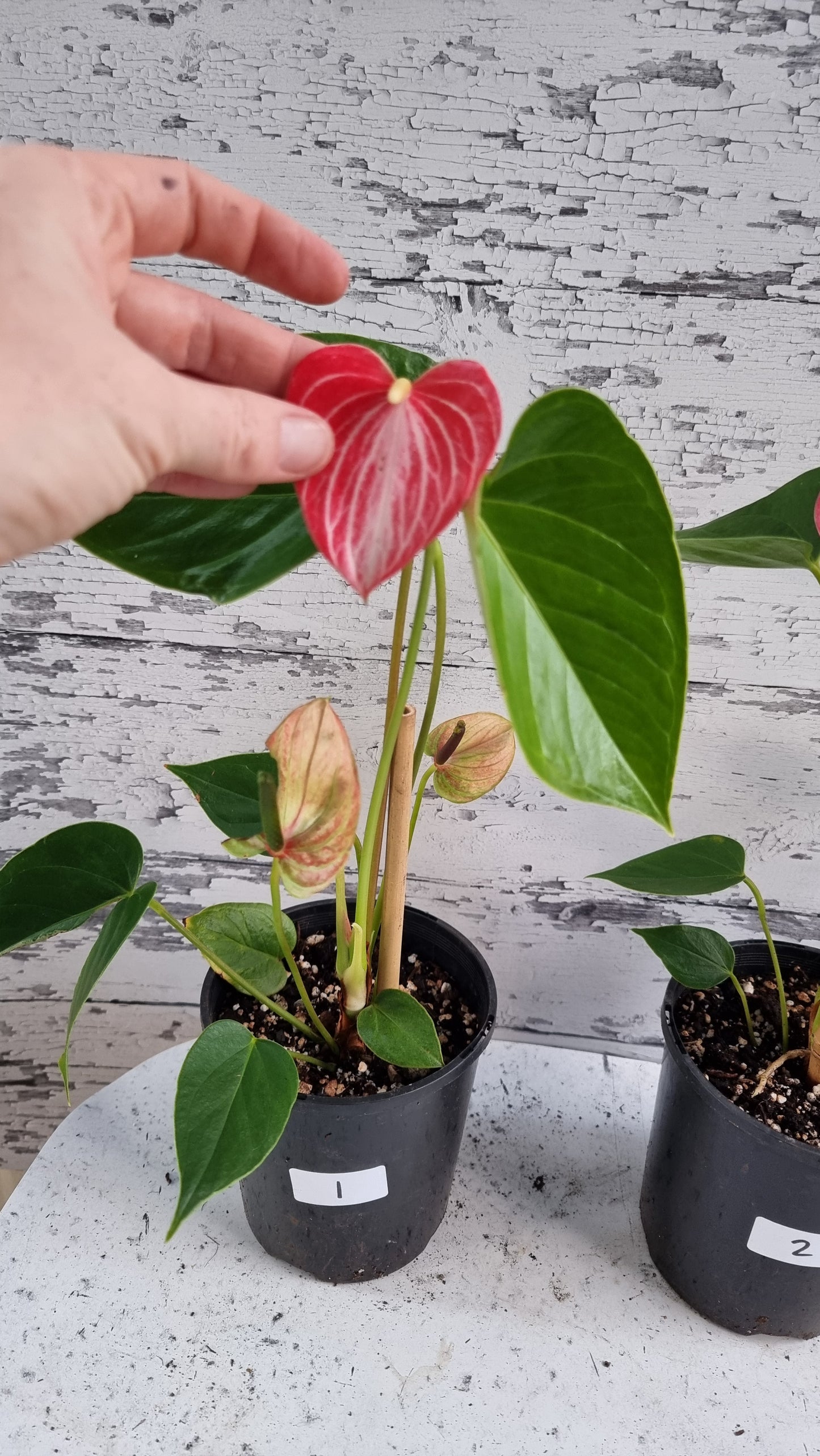 Anthurium andreanum 'Livium Ruby' - Flamingo Flower