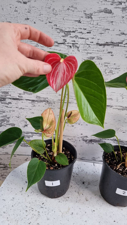 Anthurium andreanum 'Livium Ruby' - Flamingo Flower