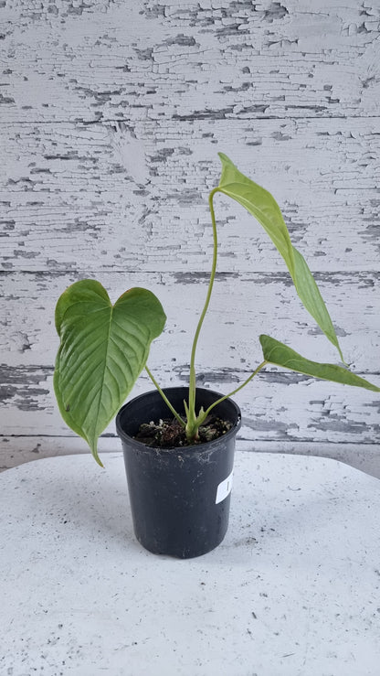 Anthurium cuspidatum - Oblong Berry Tree