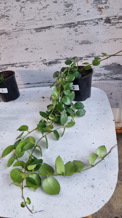 Aeschynanthus radicans 'Thai Pink' - Lipstick Plant