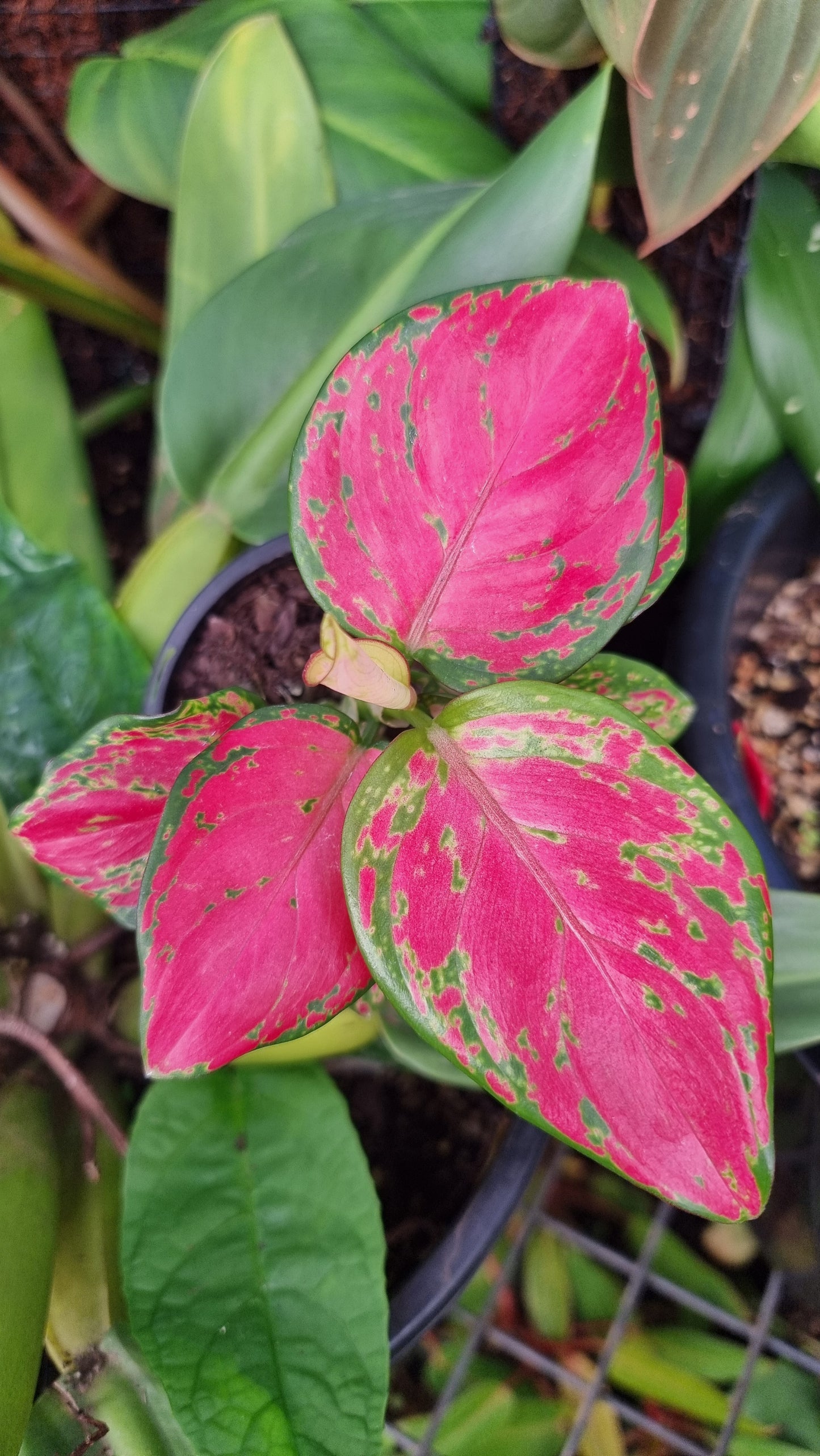 Aglaonema commutatum 'Beauty'