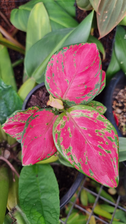 Aglaonema commutatum 'Beauty'