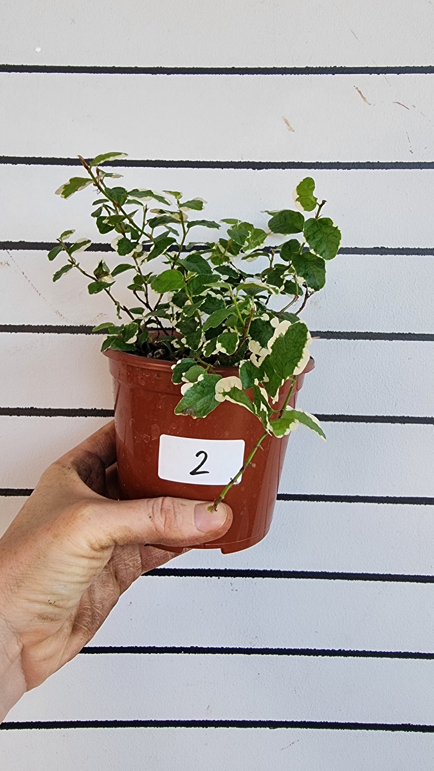 Ficus pumila ‘Ice Caps’ - Variegated Creeping Fig