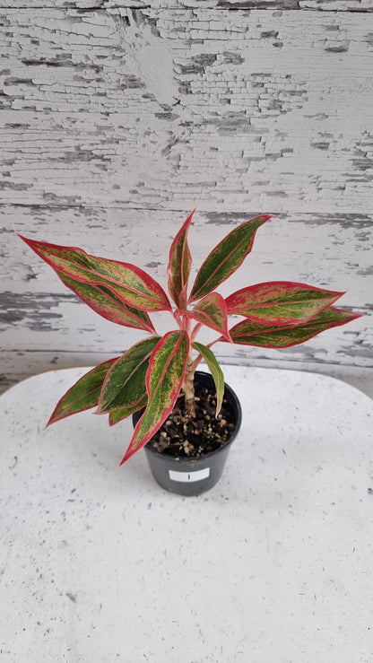 Aglaonema commutatum ‘Siam Aurora’ - Chinese Evergreen