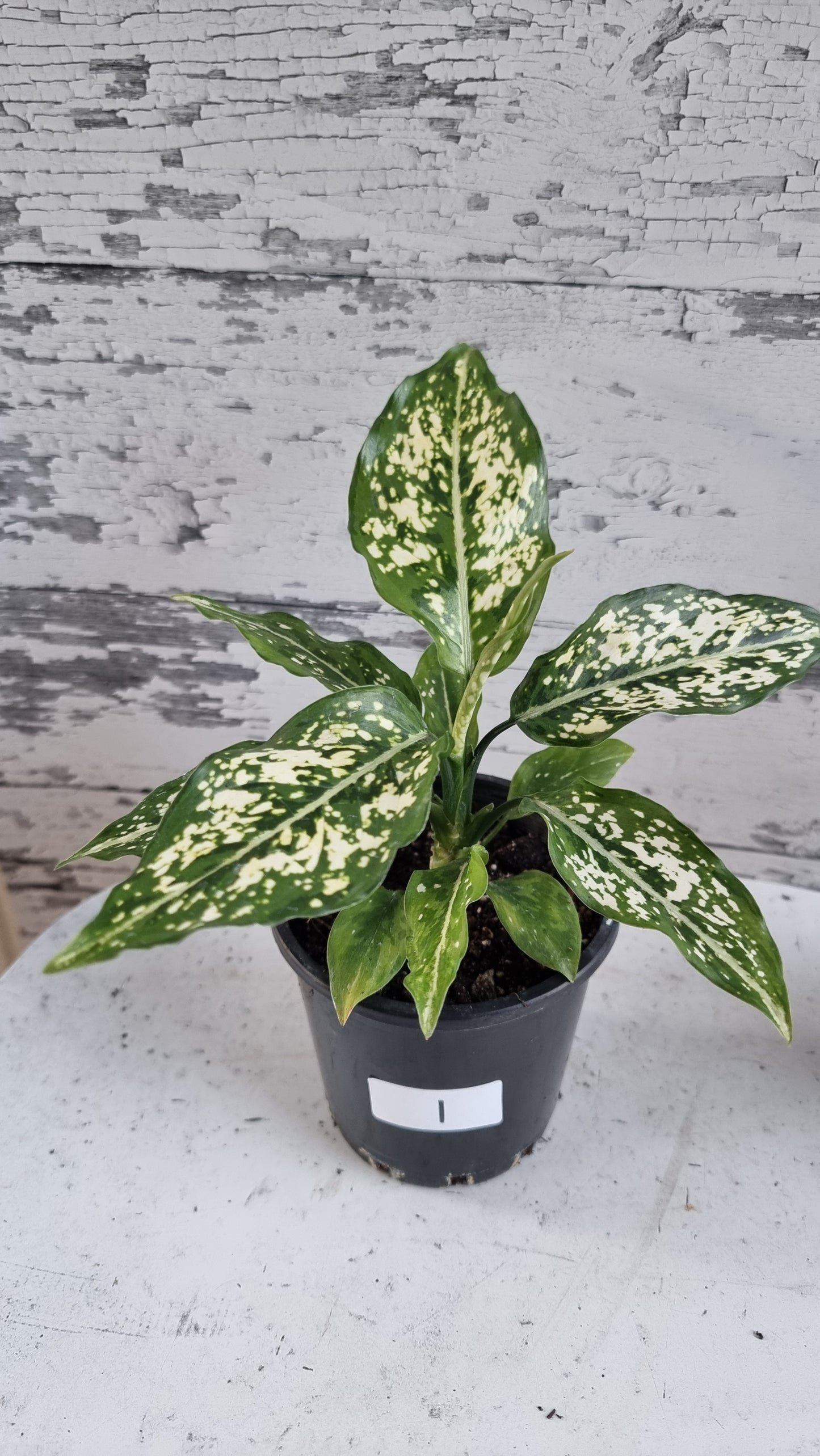 Aglaonema commutatum 'Thai Snowflake'