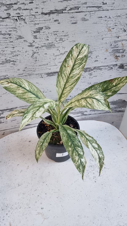 Spathiphyllum ‘Sensation’ variegated - Peace Lily