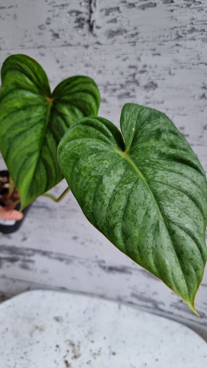 Philodendron ser. Rupicola - 'TC pastazanum silver'