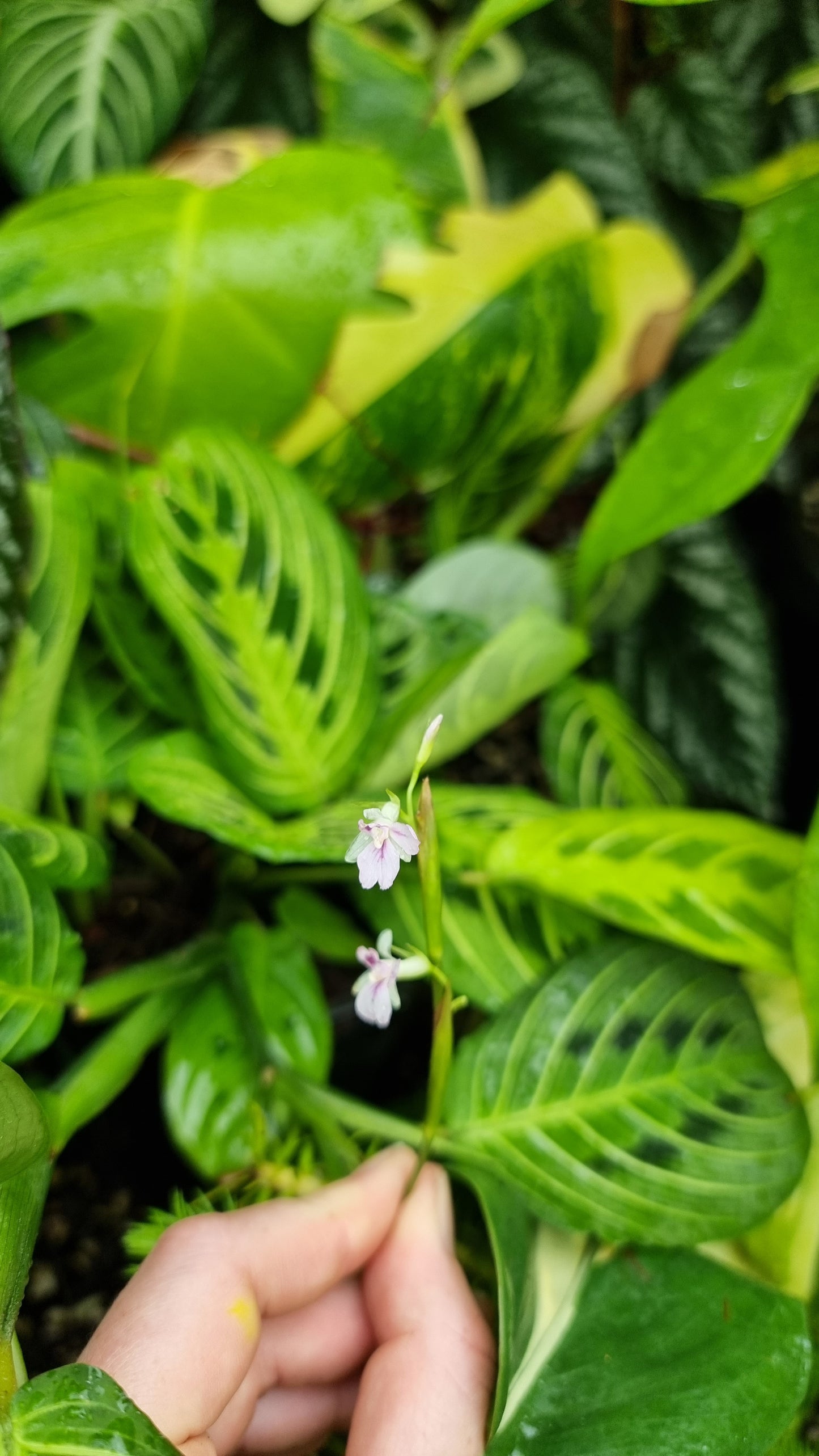 Maranta leuconeura 'Lemon Lime' - Prayer Plant