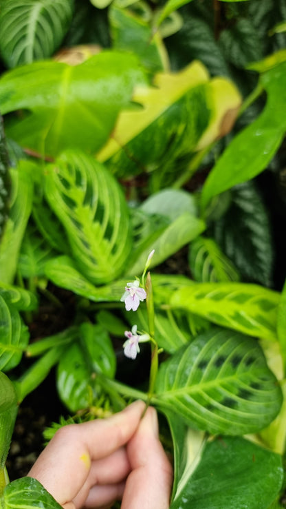 Maranta leuconeura 'Lemon Lime' - Prayer Plant