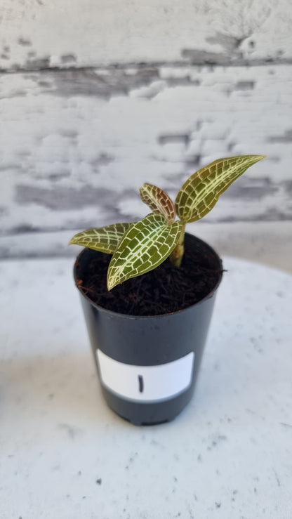 Goodyera hispida - Jewel Orchid