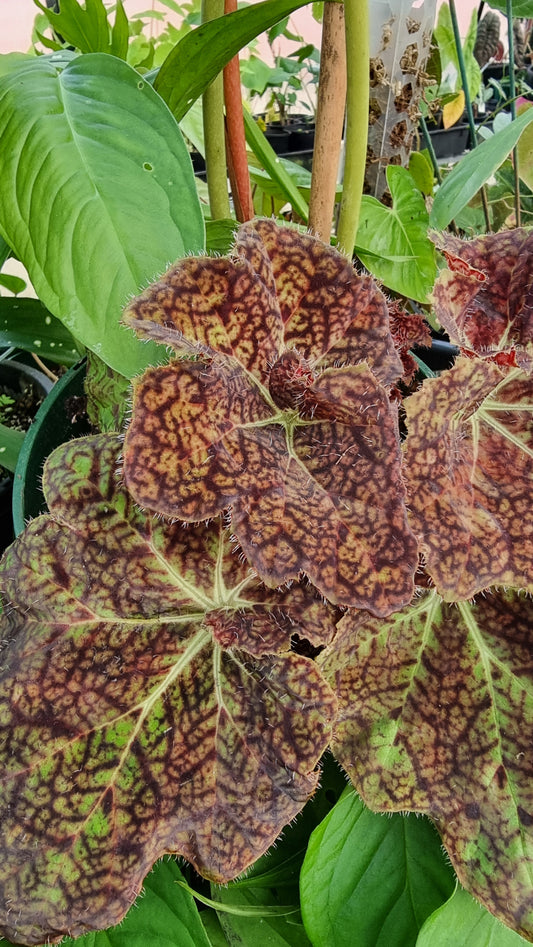 Begonia fuscomaculata var. NOID 'Plum Swirl'