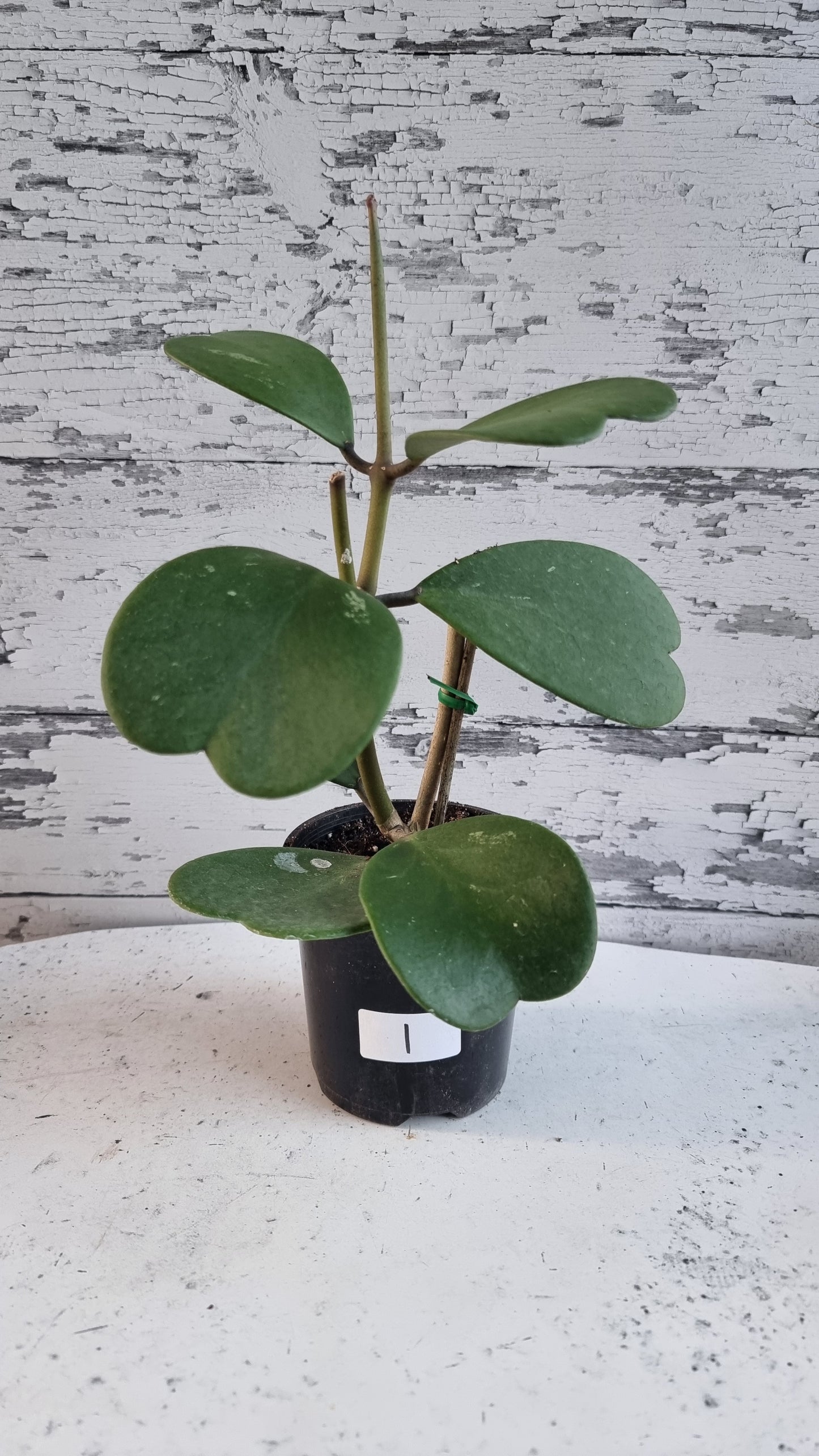 Hoya kerrii - Sweetheart Hoya