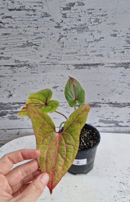 Cyrtosperma johnstonii