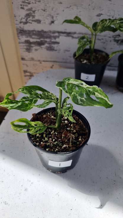 Monstera adansonii 'Monkey Mask' variegata 'Mint'