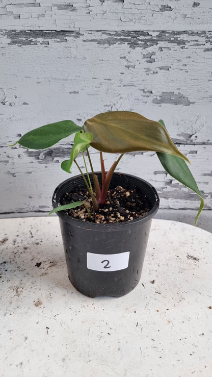 Philodendron lynamii - Climbing Aroid