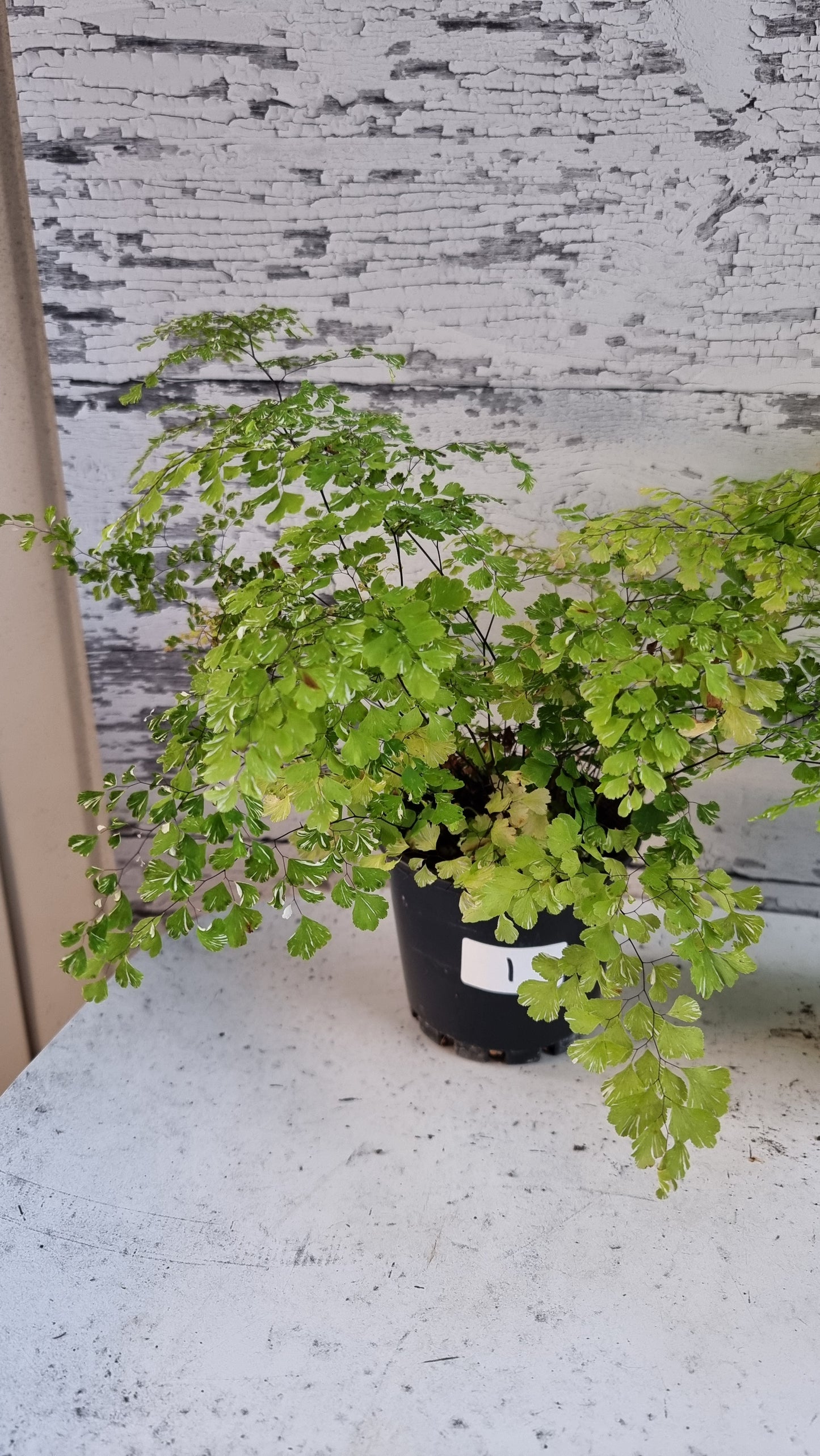 Adiantum raddianum 'Variegatum' - Variegated Delta Maidenhair Fern