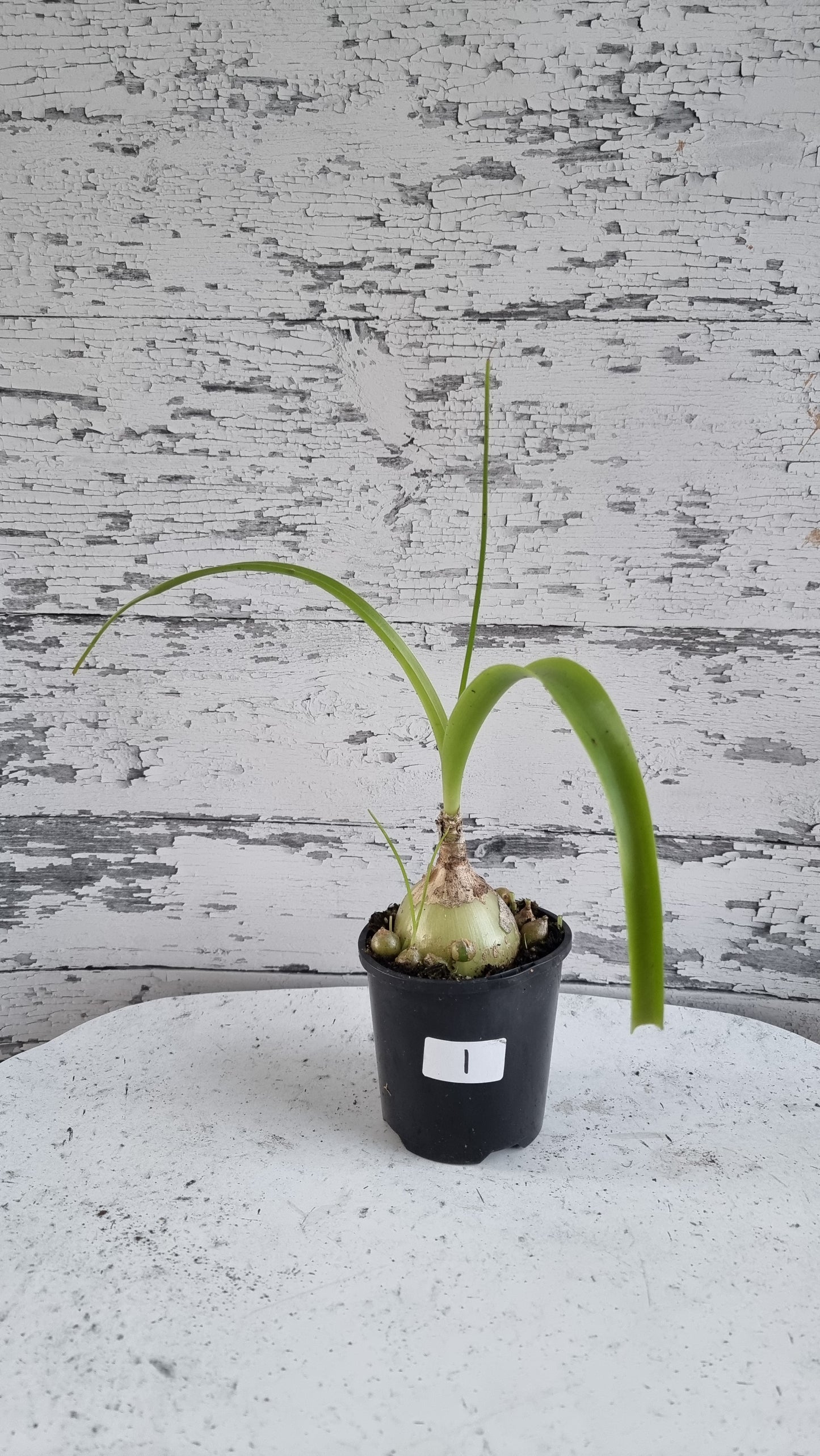 Albuca bracteata (syn. Ornithogalum longebracteatum) - Pregnant Onion