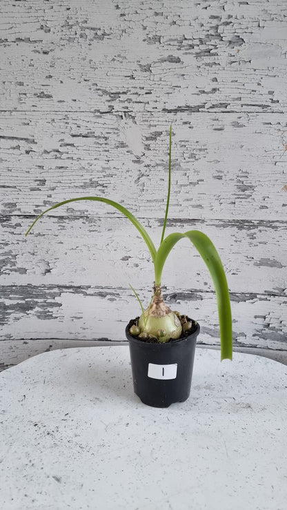 Albuca bracteata (syn. Ornithogalum longebracteatum) - Pregnant Onion