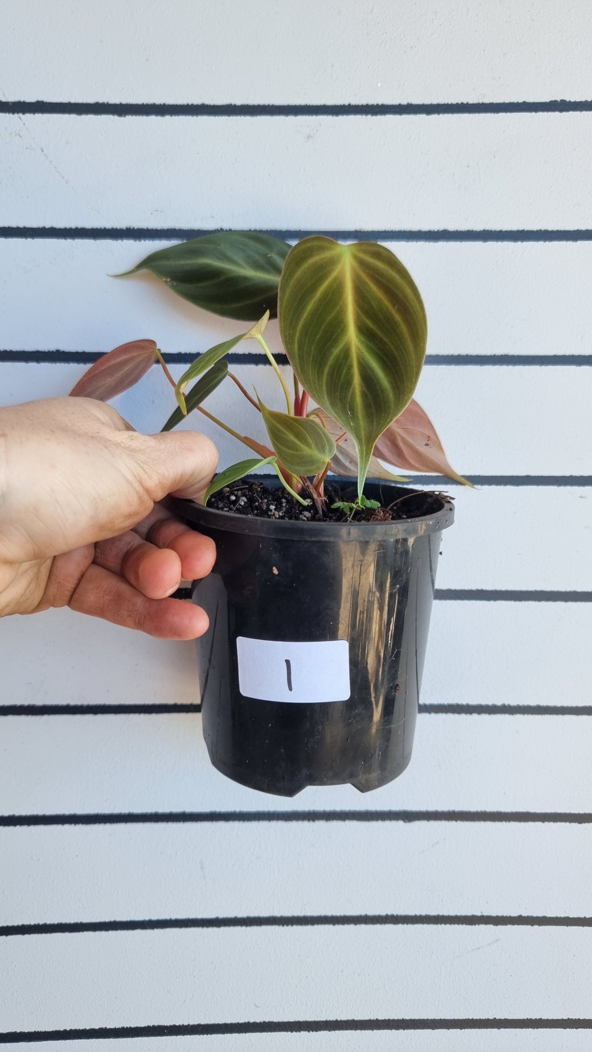 Philodendron rubrijuvenile - El Choco Red
