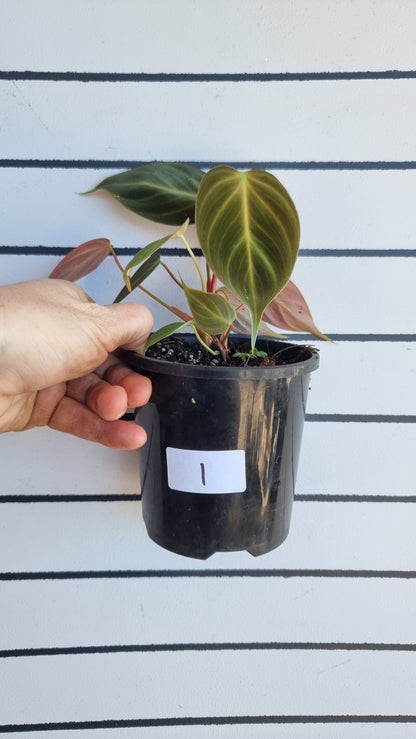 Philodendron rubrijuvenile - El Choco Red