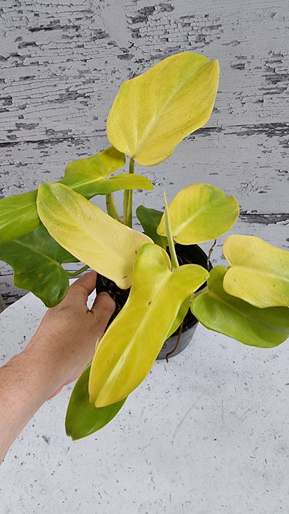 Philodendron bipennifolium aureum - Neon Horse Head Plant