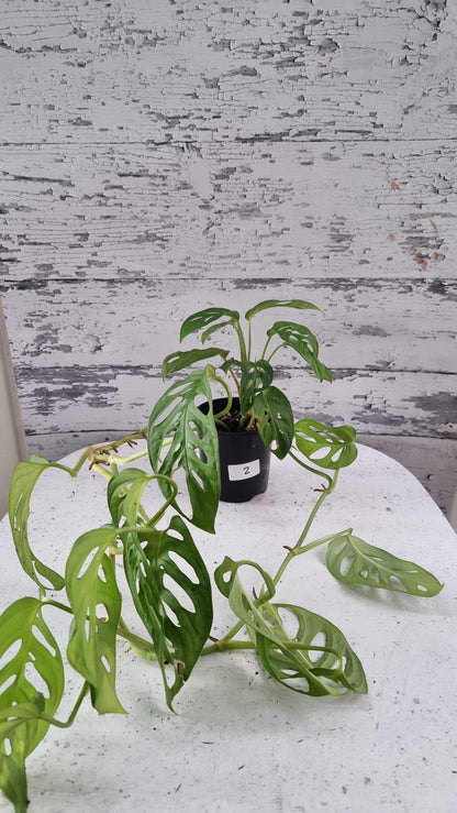 Monstera adansonii 'Monkey Mask' - Swiss Cheese Plant
