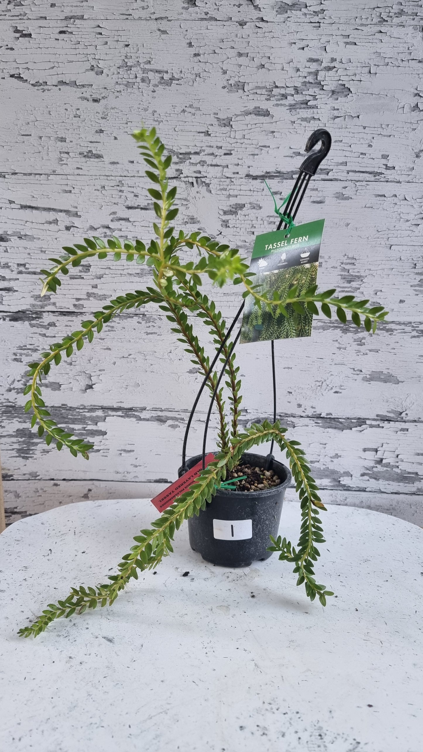 Phlegmariurus (syn. Huperzia) phlegmarioides 'QLD Layered' - Tassel Fern