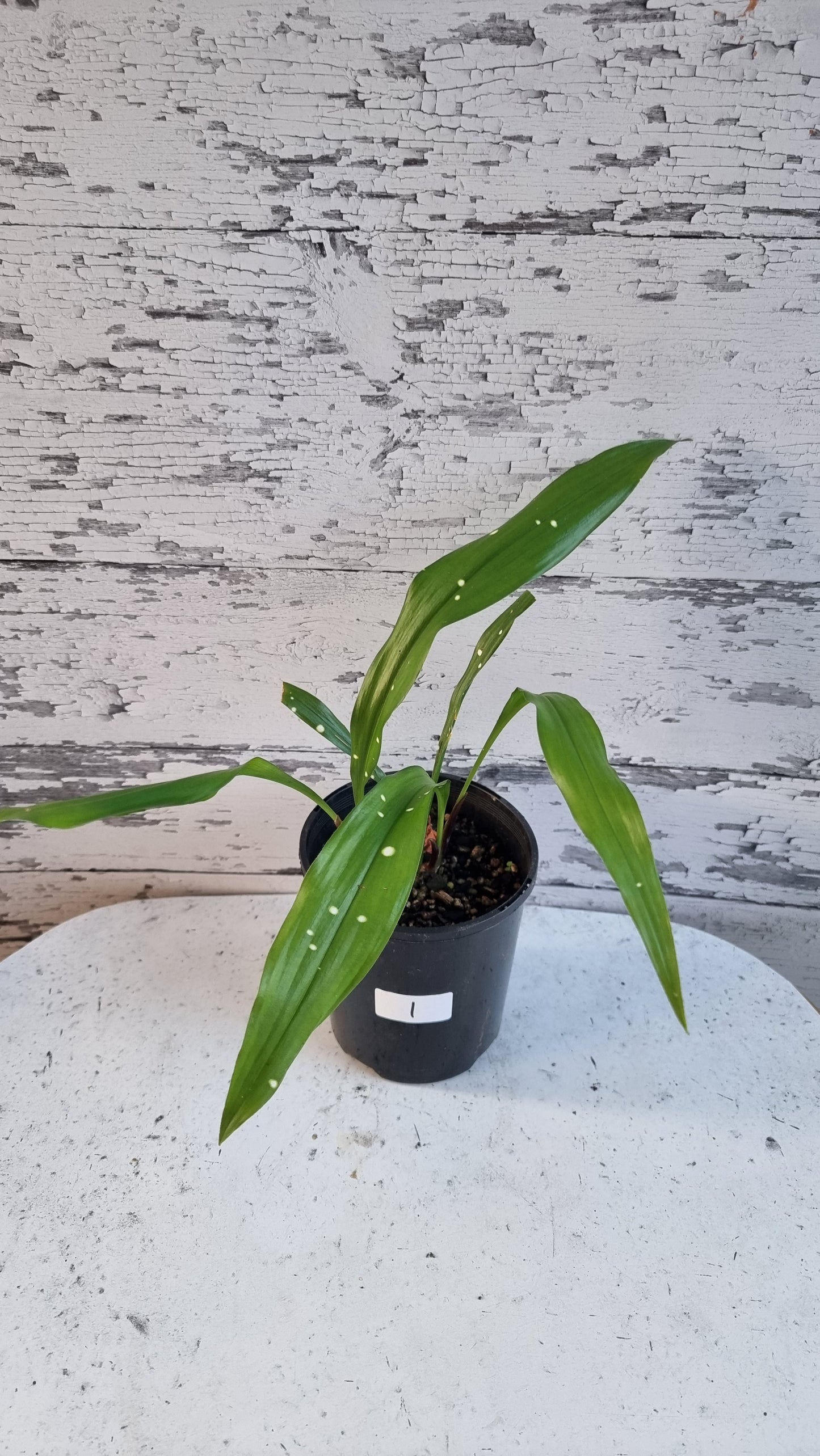 Aspidistra yingjiangensis ‘Singapore Sling’ - Leopard Cast Iron Plant