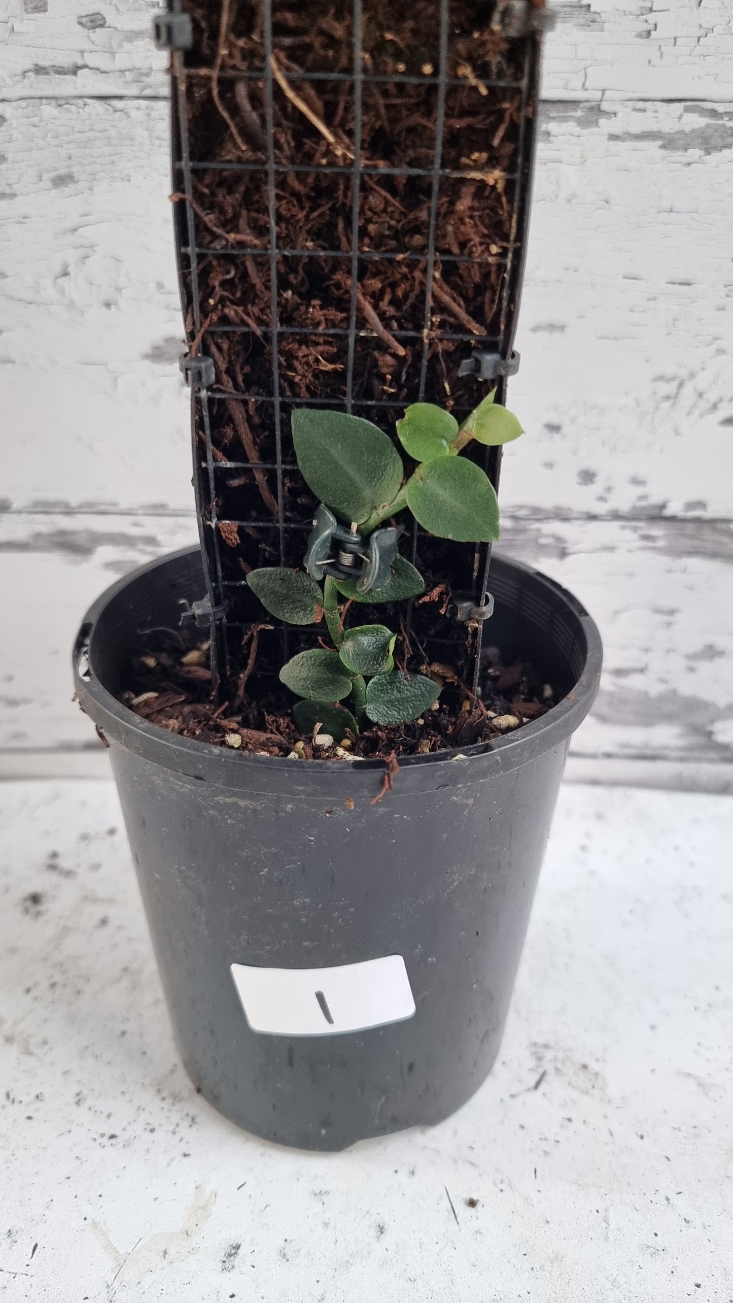 Rhaphidophora hayi