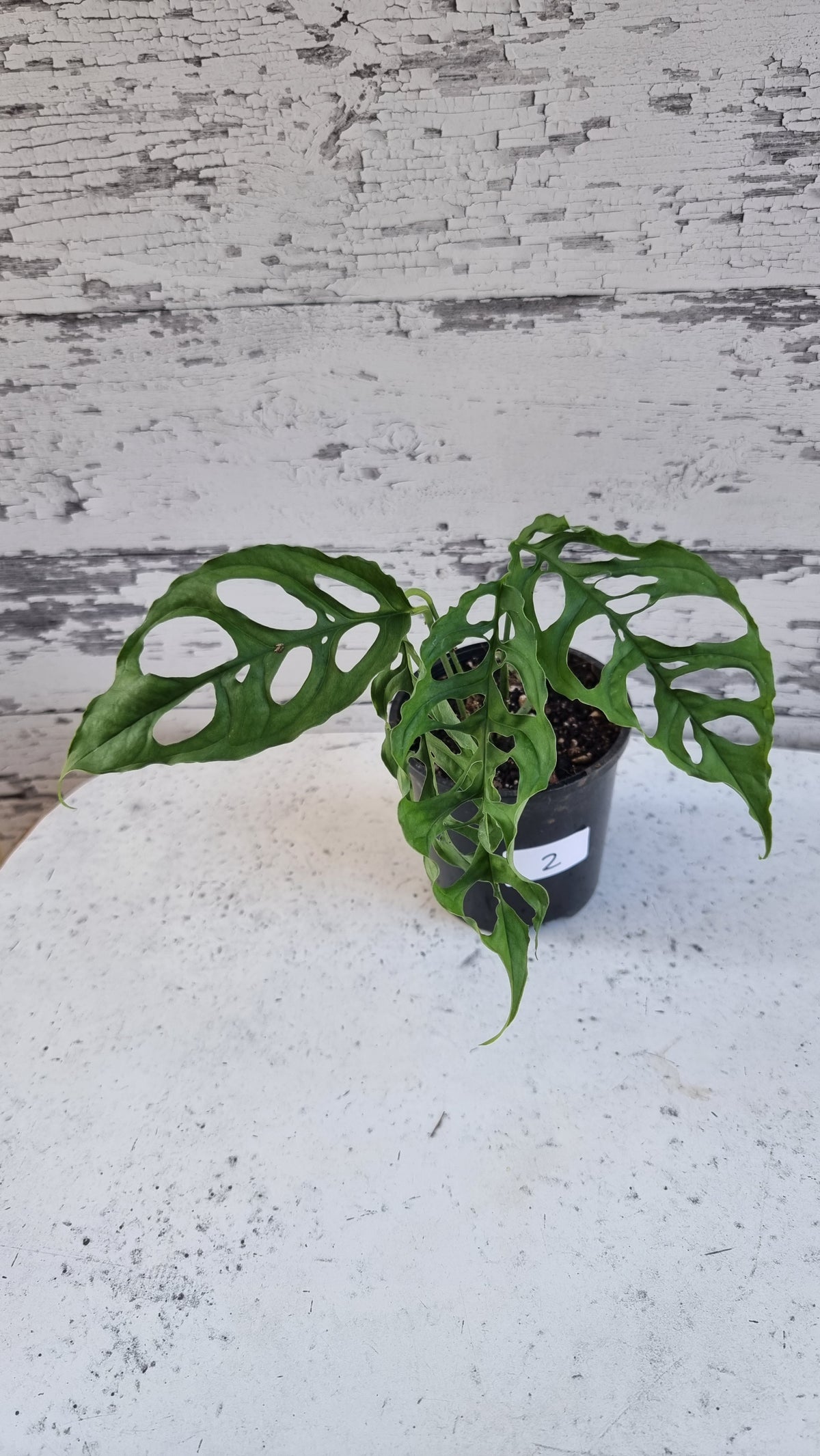Monstera obliqua 'Peru'