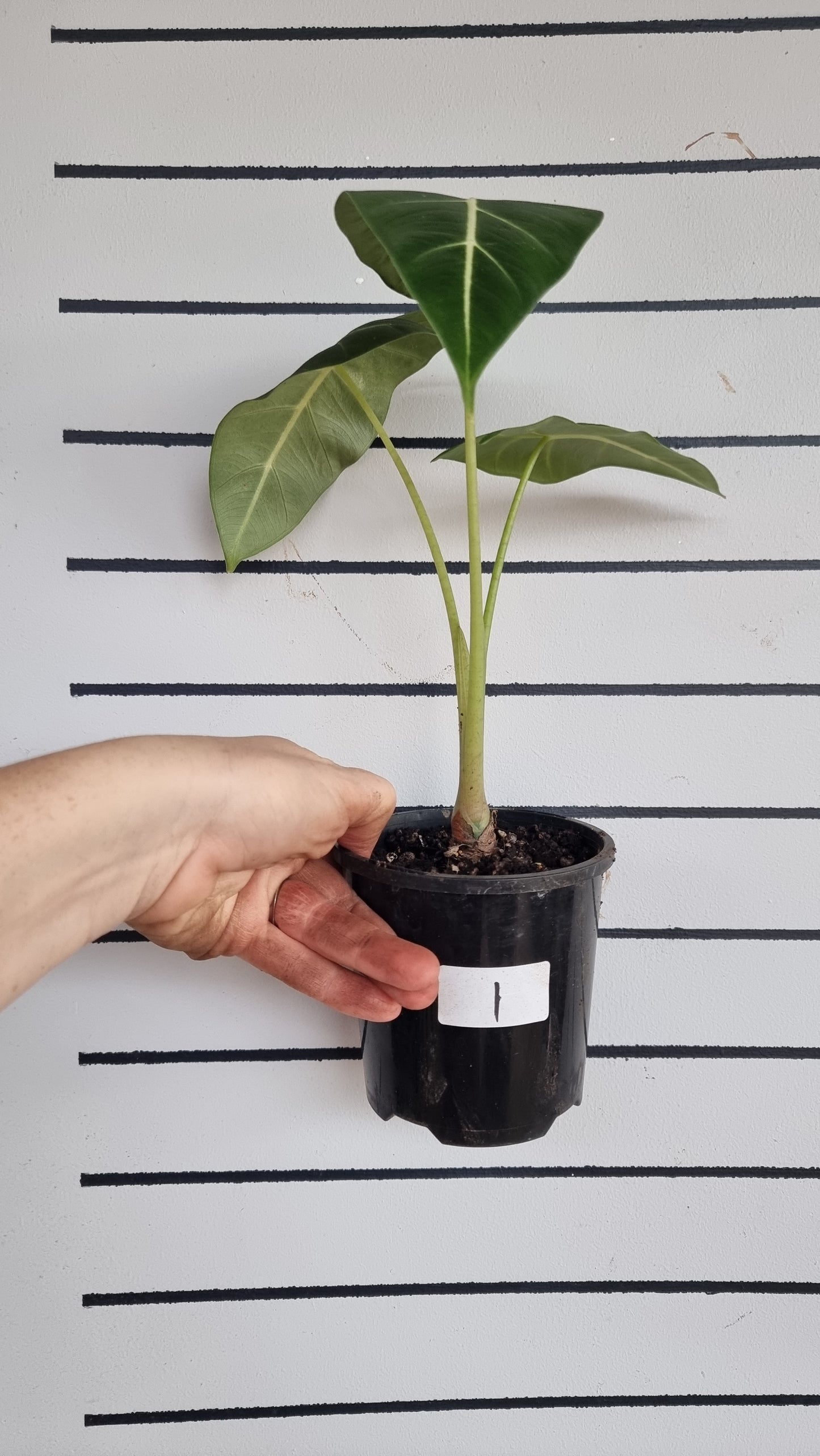 Alocasia micholitziana - Green Velvet