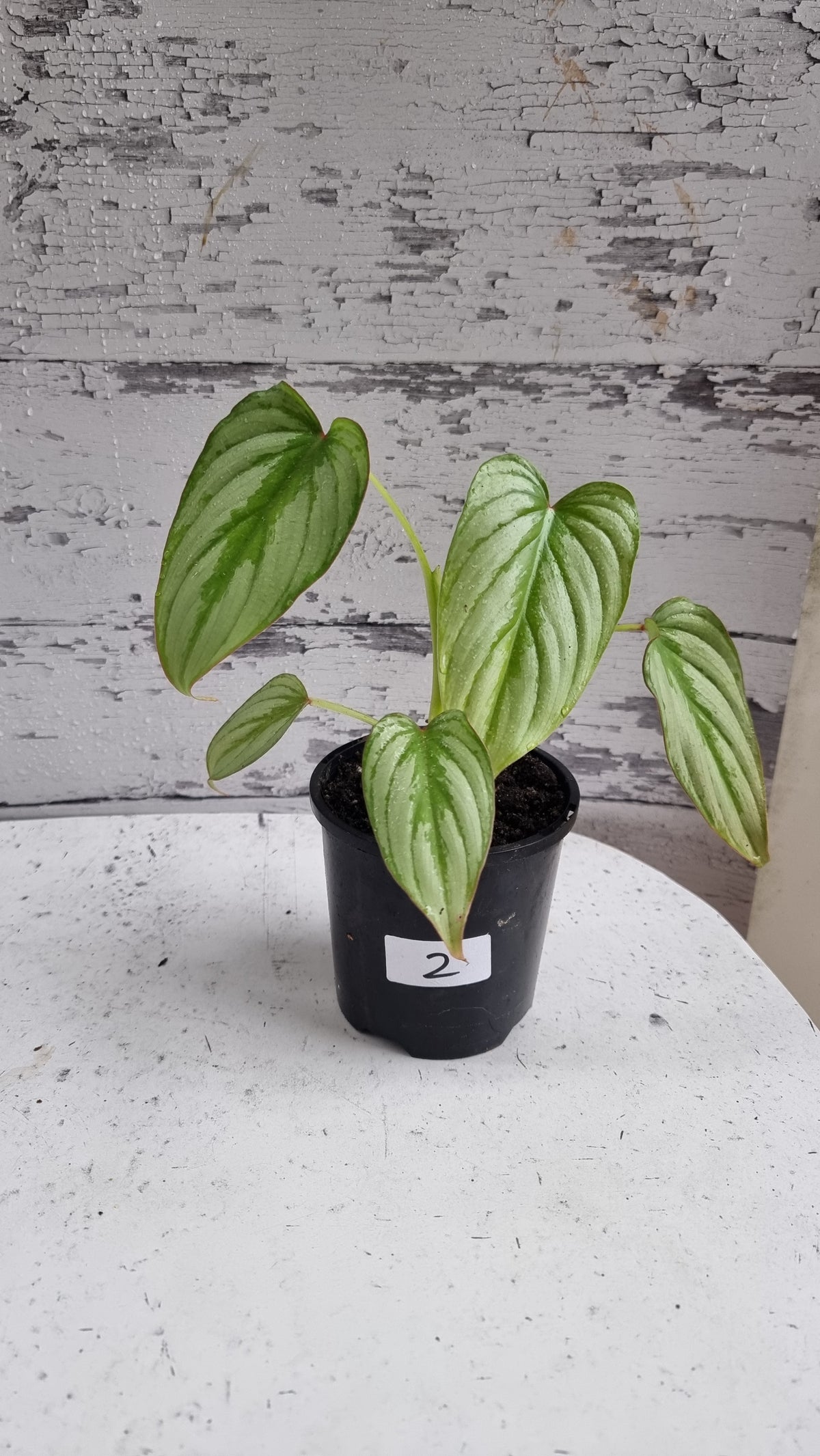 Philodendron mamei 'Silver Cloud'