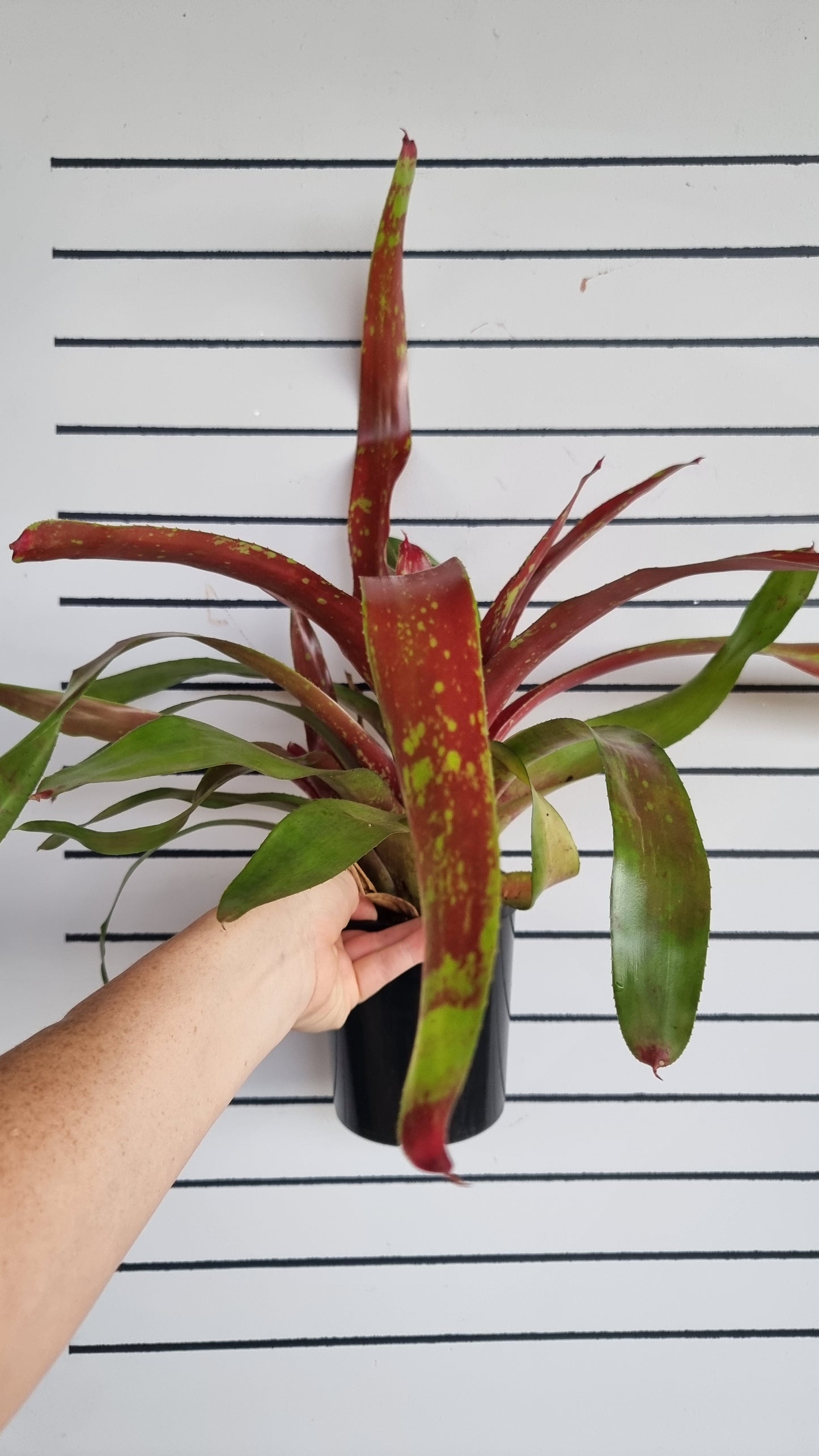 Neoregelia hybrid 'Gazpacho' - Bromeliad