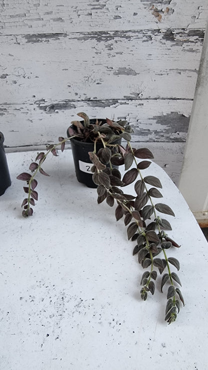Columnea gloriosa 'Purpurea' - 紫色金鱼植物