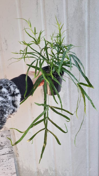 Pteris multifida - Spider Brake Fern